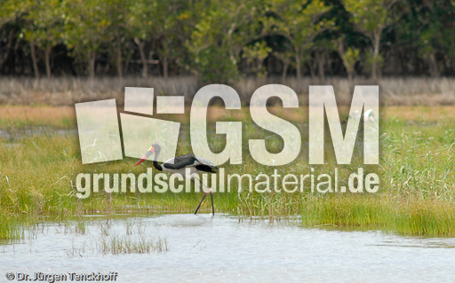 Sattelstorch (4 von 9).jpg